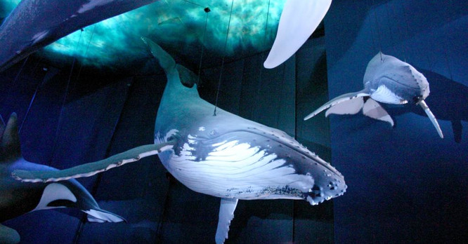 Oceanarium Stralsund | © Oceanarium Stralsund